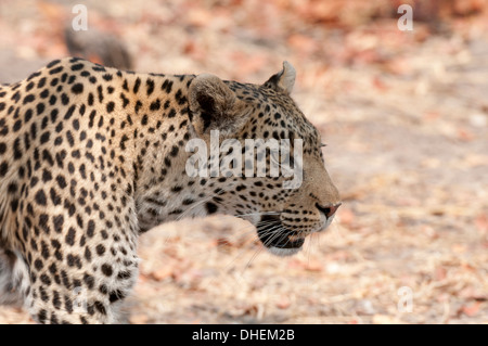 Leopard (Panthera pardus), Okavango delta, Botswana, Africa Banque D'Images