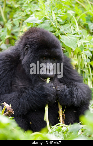 Gorille de montagne (Gorilla gorilla beringei), Kongo, le Rwanda, l'Afrique Banque D'Images