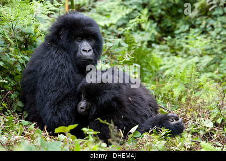 Les gorilles de montagne (Gorilla gorilla beringei), Kongo, le Rwanda, l'Afrique Banque D'Images