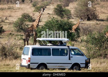 Les touristes regardant Masai Girafe (Giraffa camelopardalis tippelskirchi), Masai Mara National Reserve, Kenya, Afrique de l'Est, l'Afrique Banque D'Images