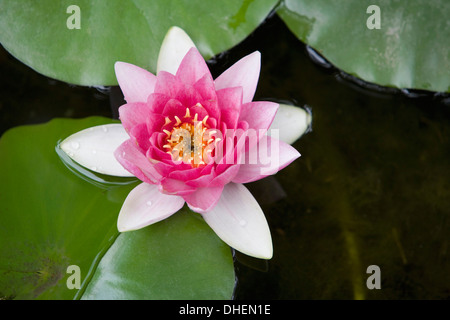 Nénuphar rose en étang, jardin botanique (jardin botanique), Valencia, Costa del Azahar, Espagne, Europe Banque D'Images