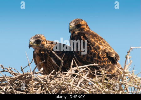 Couple d'aigle dans leur nid, Punta Ninfas, Chubut, Argentine Banque D'Images