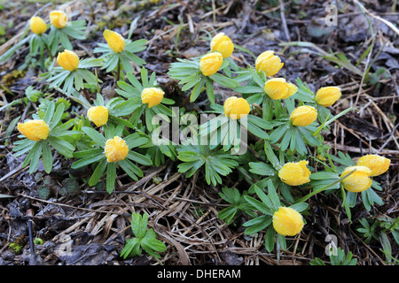 Eranthis hyemalis, aconit d'hiver Banque D'Images