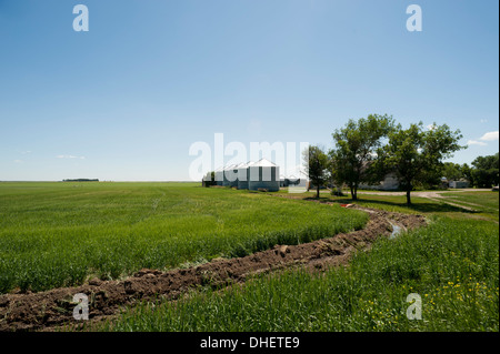 Les silos à grain de l'acier à côté de quelques arbres au Canada Banque D'Images