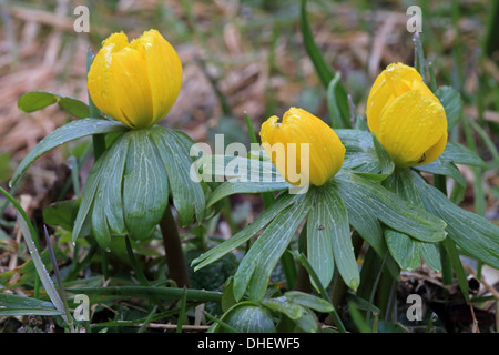 Eranthis hyemalis, aconit d'hiver Banque D'Images