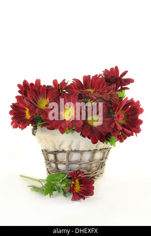 Un petit bouquet de chrysanthèmes sur fond blanc Banque D'Images
