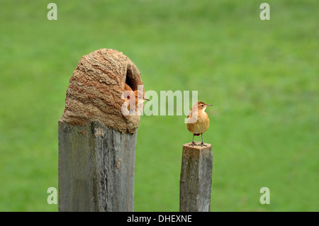 Brésil, Pantanal : Couple de Le Fournier Roux (Furnarius rufus) avec niche sur une clôture de l'établissement Pousada Piuval Banque D'Images