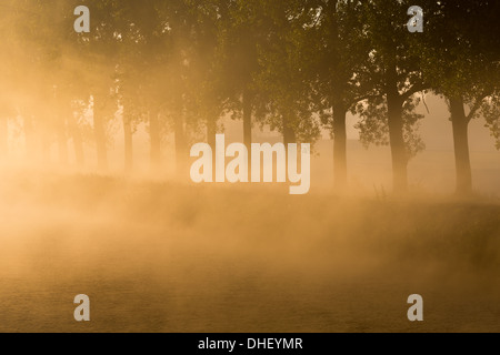 Bien dégager le brouillard avec une rangée d'arbres le long d'un canal Banque D'Images