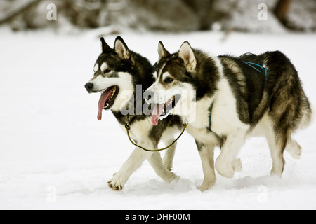 Les chiens huskies de la neige, l'exécution Banque D'Images