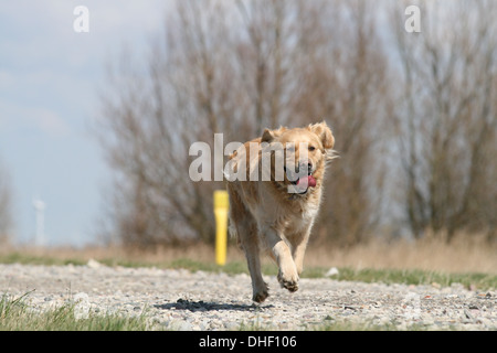 Chien de chasse Banque D'Images