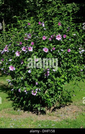 Un arbuste à fleurs, Hibiscus syriacus, sur les rives de la Dordogne, Gironde, France Banque D'Images