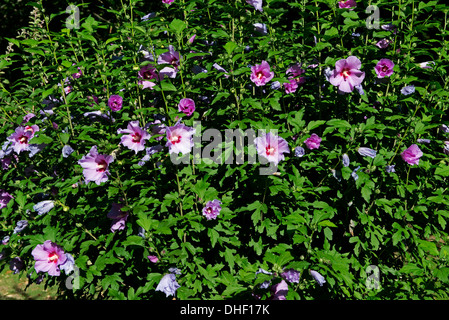 Un arbuste à fleurs, Hibiscus syriacus, sur les rives de la Dordogne, Gironde, France Banque D'Images