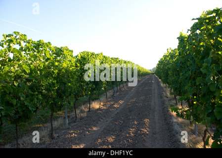 Vignes en fruits éclairées par le soleil du matin sur les rives de la Dordogne près de Sainte-Foy-La-Grande, Gironde, France, Août Banque D'Images