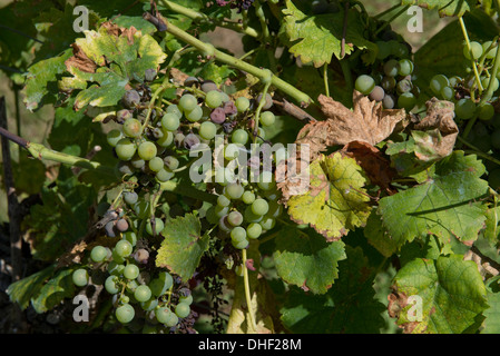 La pourriture noble ou Botrytis cinerea, la pourriture grise, affectant la maturation du raisin sur la vigne Banque D'Images