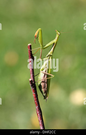 Praying mantis on twig devant un arrière-plan vert Banque D'Images