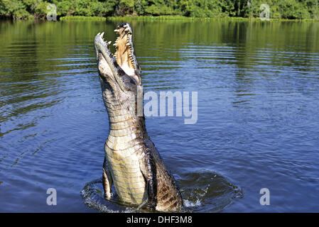 Brésil, Mato Grosso, Pantanal, Rio Claro, cuiaba River, rivière, Caiman yacare, espèce d'alligator, faune, CAIMAN, caiman saut sautant hors de l'eau, de reptiles, de reptiles, de la nature, la faune, les animaux, les voyages, le tourisme, le patrimoine mondial de la Nature Banque D'Images