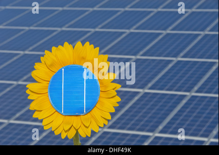 Sun Flower et panneau solaire Banque D'Images