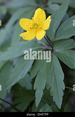 Anemone ranunculoides anémone jaune, Banque D'Images