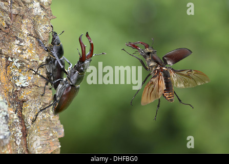 Stag Beetles - Lucanus cervus Banque D'Images