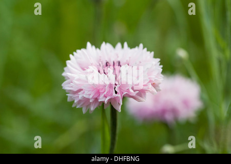 Centaurea cyanus. Barbeaux dans un jardin de fleurs sauvages. Banque D'Images