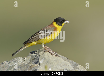 À tête noire Emberiza melanocephala. Banque D'Images