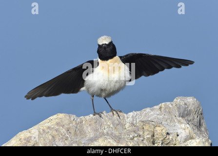 Traquet Oreillard - Oenanthe hispanica - mâle, black-throated forme orientale. Banque D'Images