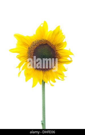 Tête de tournesol isolated on white Banque D'Images