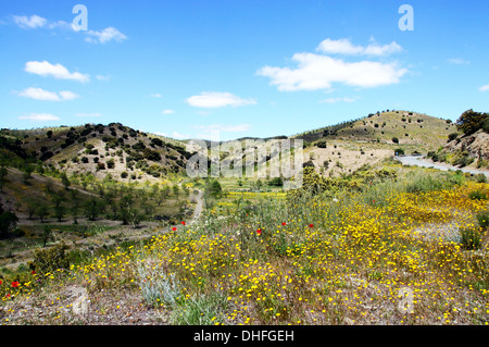 Fleurs de Printemps entre oliviers, près de l'Puertecico, la Province d'Almeria, Andalousie, Espagne, Europe de l'Ouest. Banque D'Images