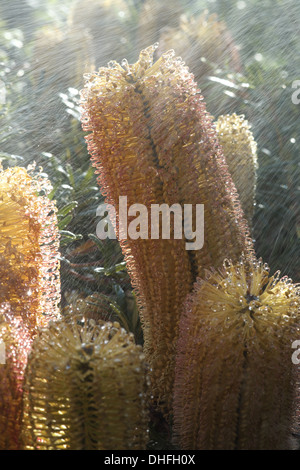 Les fleurs de Banksia dans sunshower Banque D'Images