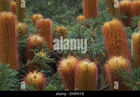 Banksia banksia épingle, ou spinulosa Banque D'Images