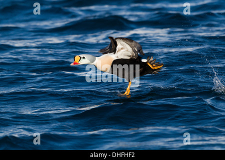 Drake Eider à tête grise (Somateria spectabilis) Banque D'Images