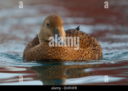 Femme Eider à tête grise (Somateria spectabilis) Banque D'Images