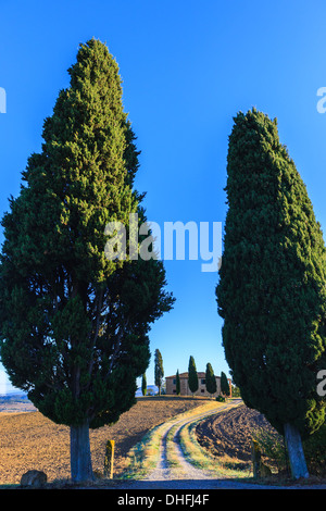 Maison avec le célèbre cyprès au coeur de la Toscane, près de Pienza, Italie Banque D'Images