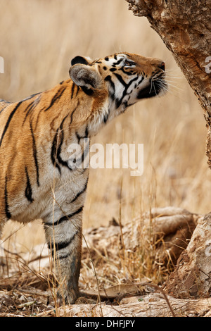 Tigre du Bengale dans la forêt de Tadoba, Inde. [In] Banque D'Images