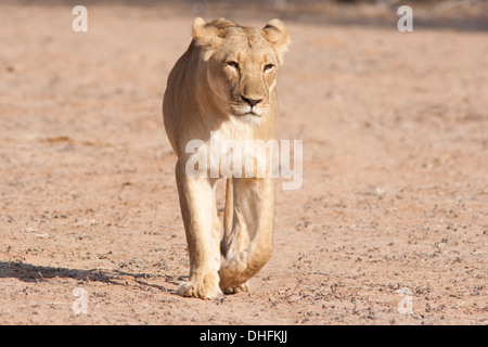 Lionne d'Afrique dans le désert du Kalahari Banque D'Images