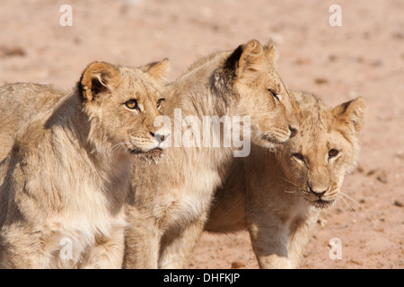 L'African Lion cub dans le désert du Kalahari Banque D'Images