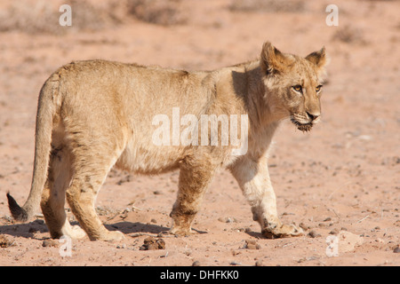 L'African Lion cub dans le désert du Kalahari Banque D'Images