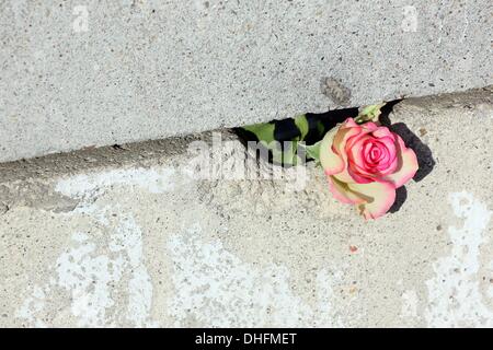 Berlin, Allemagne. 09Th Nov, 2013. Une rose dans un vide de bloqués le mémorial du mur de Berlin à Berlin, Allemagne, 09 novembre 2013. Photo : STEPHANIE PILICK/dpa/Alamy Live News Banque D'Images