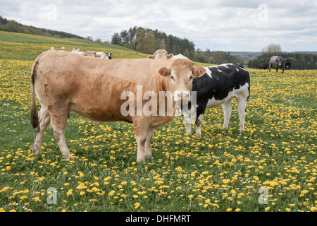 Vaches dans un champ d'dandeions Banque D'Images