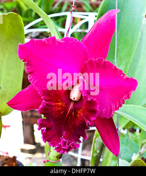 Cattleya orchidée fleur violet Banque D'Images