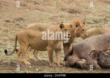 Homme et femme lion (Panthera leo) de tuer l'Hippopotame (Hippopotamus amphibius) Banque D'Images