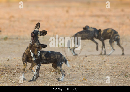 Deux paires de jouer le chien sauvage (Lycaon pictus) Banque D'Images