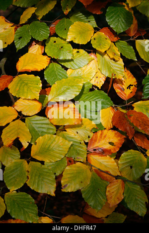 Configuration des feuilles de hêtre affichant la couleur en automne Banque D'Images