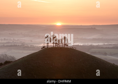 Colmer's Hill, dans le Dorset, au lever du soleil sur un misty tôt le matin au début du printemps. Banque D'Images