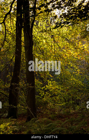 Arbres d'une forêt en automne anglais générique Banque D'Images