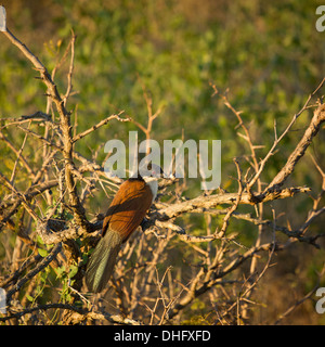 Coucal de Burchell en Afrique du Sud Banque D'Images