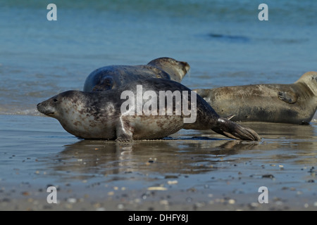 Phoque gris (Halichoerus grypus) Banque D'Images