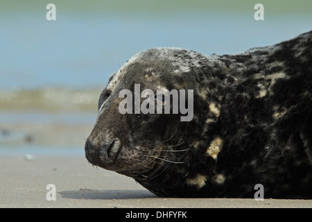 Phoque gris (Halichoerus grypus) Banque D'Images