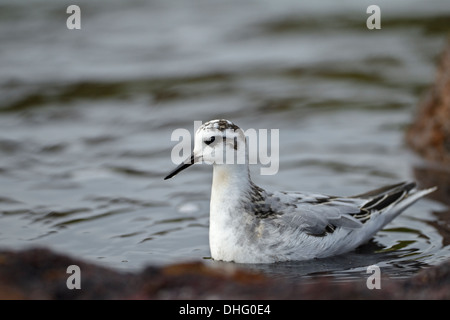 Phalarope à bec large (Phalaropus fulicarius gris), 1 juvénile cy Banque D'Images