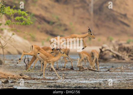 Mâle sub-adulte Impala (Aepyceros melampus) sauter à travers la boue Banque D'Images